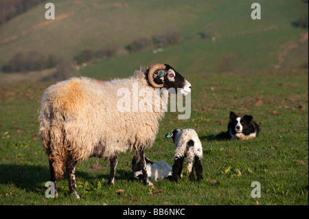 Swaledale Schaf mit zwei Lämmern beobachtet von einem Border-Collie-Schäferhund Cumbria, England Stockfoto