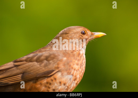 Eine Nahaufnahme der Vogel Porträt eine weibliche Amsel (Turdus Merula) mit einem diffusen Hintergrund in einem uk-Garten Stockfoto