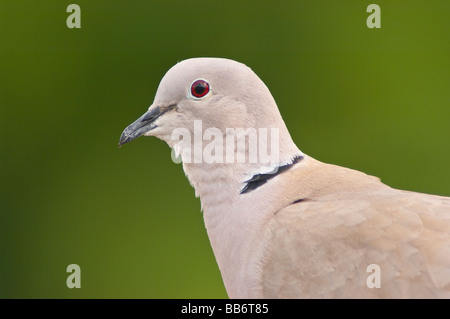 Eine Nahaufnahme der Vogel Porträt einer Rotflügel Taube (Streptopelia Decaocto) mit einem diffusen Hintergrund im Vereinigten Königreich Stockfoto