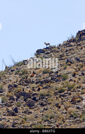 Dickhornschafe im Anza Borrego Desert State Park, California, United States Stockfoto