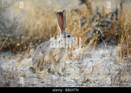 Schwarz-angebundene Jackrabbit friert bewegungslos Erkennung in Wüste Grünland zu vermeiden Stockfoto