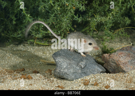 Long-tailed Tasche Maus Stockfoto