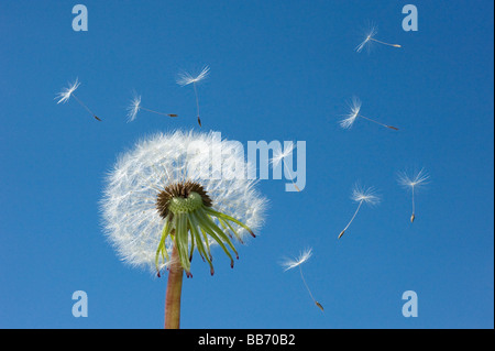 Löwenzahn Stockfoto