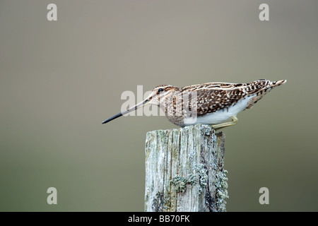 Schnepfe auf Zaunpfosten Stockfoto