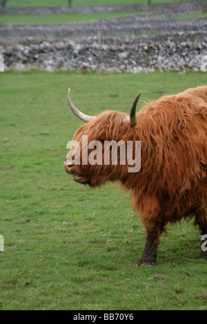 Highland-Kuh Stockfoto