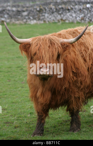 Highland-Kuh Stockfoto