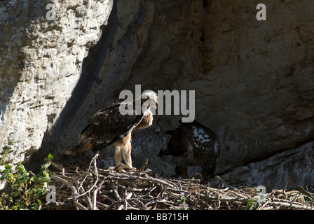 Bonellis Eagle Küken stehen am Rand des Nestes mit Erwachsenen Fütterung in den Schatten hinten großes nest Stockfoto