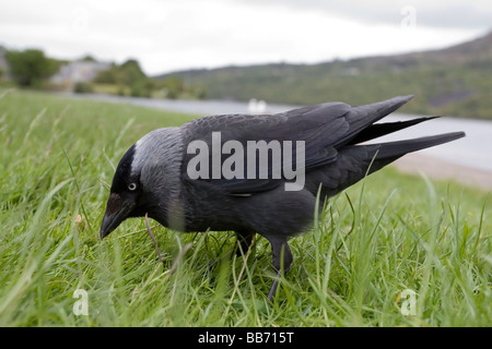 Dohle Corvus monedula Stockfoto