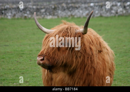 Highland-Kuh Stockfoto