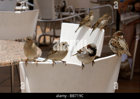 Haussperlinge, Passer Domesticus, auf Stuhl in einem spanischen Café hocken. Stockfoto