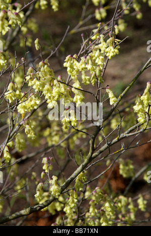 Duftende Winter-Hazel, Corylopsis Glabrescens, Hamamelidaceae, Japan und Korea, Asien Stockfoto