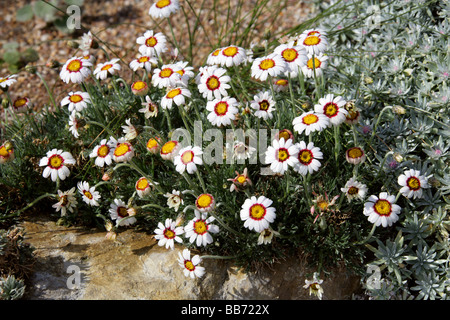 Marokkanische Daisy, Rhodanthemum Pseudocatananche, Asteraceae, Marokko Stockfoto