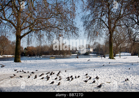 Tauben auf Schnee Boating Lake Regents Park im Winter London England UK Stockfoto