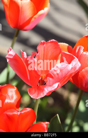 Blumen Stockfoto