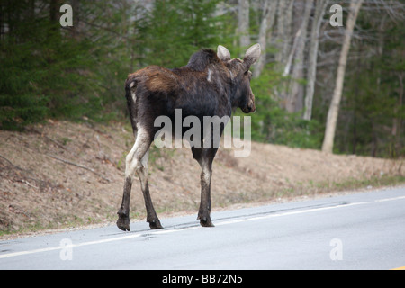 Elch auf dem Kancamagus Highway route 112 während der Frühlingsmonate befindet sich in den White Mountains New Hampshire USA Stockfoto