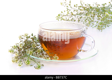 T-Stück Hirtentäschel Tee Hirten Handtasche 02 Stockfoto