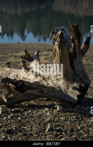 Toter Baum am Seeufer Stockfoto