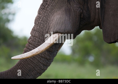 Afrikanisches Elefantenprofil (Loxodonta africana) Portrait grosser langer Stoßzähne und patrizianischer Stamm. Nahaufnahme Porträt. Kruger-Nationalpark, Südafrika Stockfoto