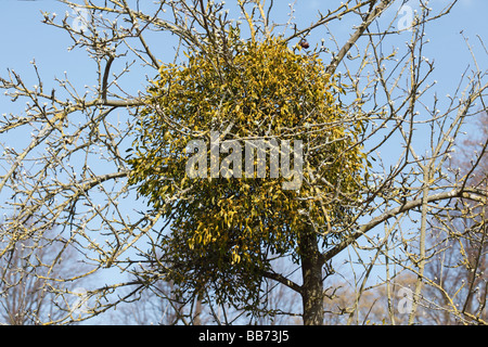 Mistel Viscum Album auf Apfelbaum wächst Stockfoto