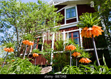 Kaiserkrone (Fritillaria Imperialis) Stockfoto