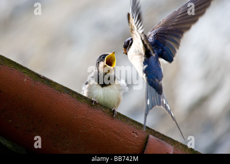 Junge schlucken Hülseneinführung Altvogel 1 von 3 Stockfoto