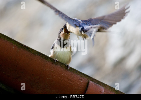 Junge schlucken Fütterung von Erwachsenen Vogel 2 von 3 Stockfoto