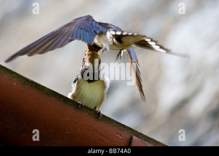 Junge schlucken Fütterung von Erwachsenen Vogel 3 von 3 Stockfoto