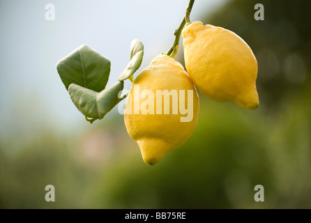 zwei Bio-Zitronen Baum hängend Stockfoto