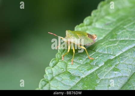 Gemeinsamen Green Shield Bug Palomena Prasina Erwachsenen im Ruhezustand auf einem Blatt Stockfoto