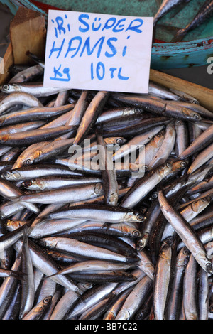 Istanbul Türkei der lokalen Fischmarkt in Kumkapi Verkauf frisch gefangen super Sardellen Fisch aus dem Meer von Marmara Stockfoto