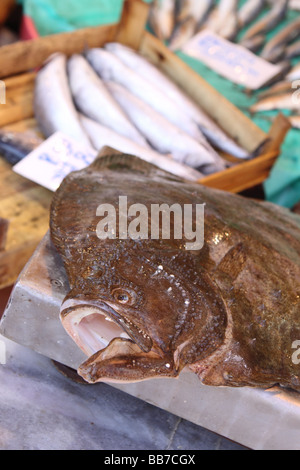 Istanbul-Türkei, die der lokalen Fischmarkt an Kumkapi frisch verkauft gefangenem Fisch aus dem Meer von Marmara Stockfoto