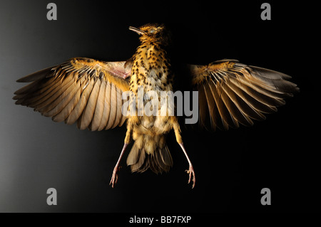 tot Turdus Philomelos (Lied überrannt) auf schwarzem Hintergrund Stockfoto