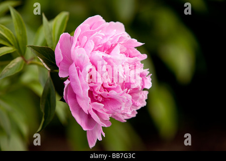 Ein rosa Pfingstrose - eine blühende Pflanze, die in der Gattung Paeonia - Die einzige Gattung in der Familie Paeoniaceae.