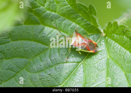 Weißdorn Shield Bug Acanthasoma Haemorrhoidale Erwachsene thront auf einem Brennnessel-Blatt Stockfoto