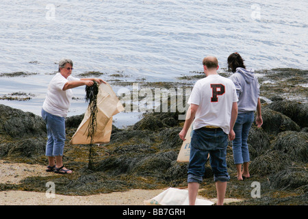 Algen für eine Hummer backen zu sammeln Stockfoto