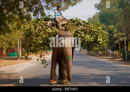 Indischer Elefant, den Transport von Nahrung für Tiere, Nordindien, Indien, Asien Stockfoto