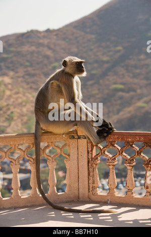 Northern Plains grau Languren (Semnopithecus Entellus), Nord-Indien, Indien, Asien Stockfoto