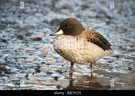 Federwild; Enten; Sharp-winged Teal "Anas Flavirostris Oxyptera". Erwachsene stehen in einem schlammigen Pool. Stockfoto