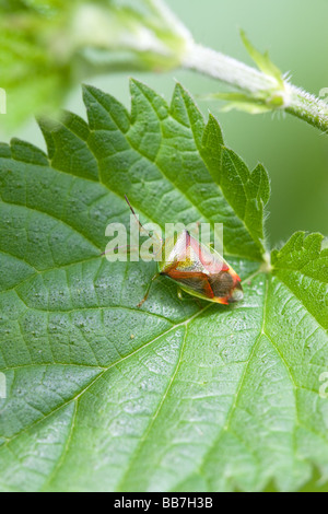 Weißdorn Shield Bug Acanthasoma Haemorrhoidale Erwachsene thront auf einem Brennnessel-Blatt Stockfoto