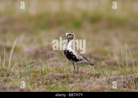 Golden Plover Pluvialis Apricaria Berufung Stockfoto