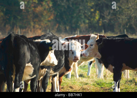 Rinder Stockfoto