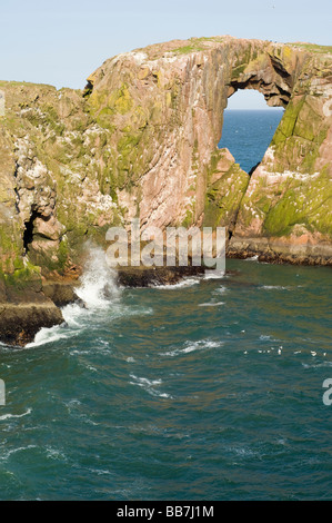 Dunbuy, einem natürlichen Felsen Bogen und felsigen Küste in Aberdeenshire, mit Seevögeln nisten auf den Granitfelsen. Stockfoto