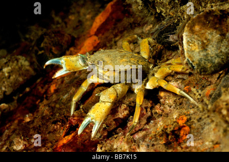 gemeinsamen littoral Krabbe, gemeinsame Shore Crab, Carcinus maenas Stockfoto
