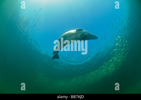 Europäischen gemeinsamen Dichtung Jagd Hering Fisch, Phoca Vitulina vitulina Stockfoto