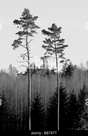 zwei Kiefer im Wald Stockfoto