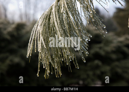 Nahaufnahme der Nadeln ein Eastern White Pine Tree beschichtet mit Eis und frost Stockfoto