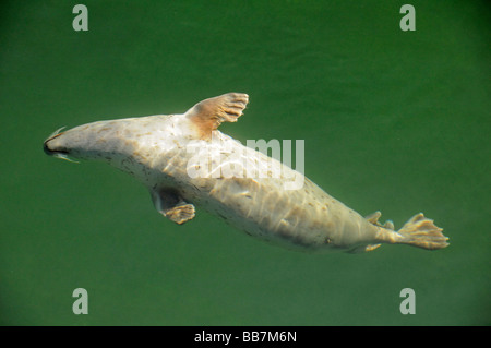 Europäischen gemeinsamen Dichtung Jagd Hering Fisch, Phoca Vitulina vitulina Stockfoto