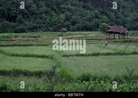 Thai Landarbeiter in den Reisfeldern Chiang Mai Provinz in Thailand Stockfoto