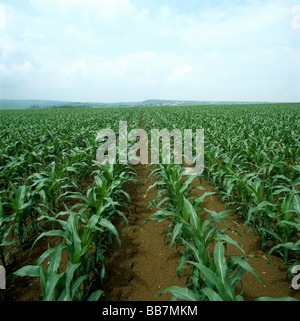 Unreife Maizecrop auf einem großen Feld in Elsass Lothringen Frankreich Stockfoto