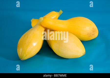 Sommerkürbis Stockfoto